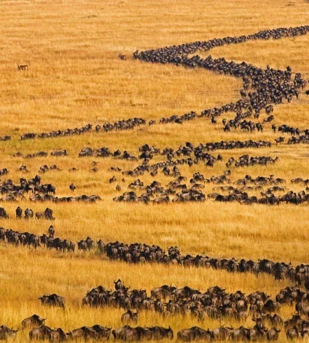 Great Migration