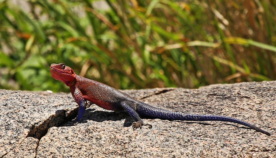 lake challa gecko colored head