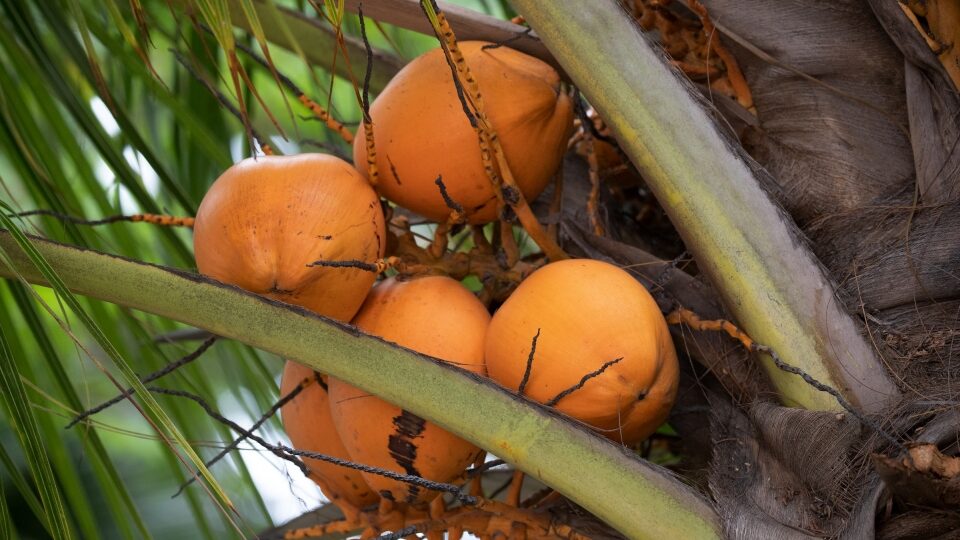 coconut fruits