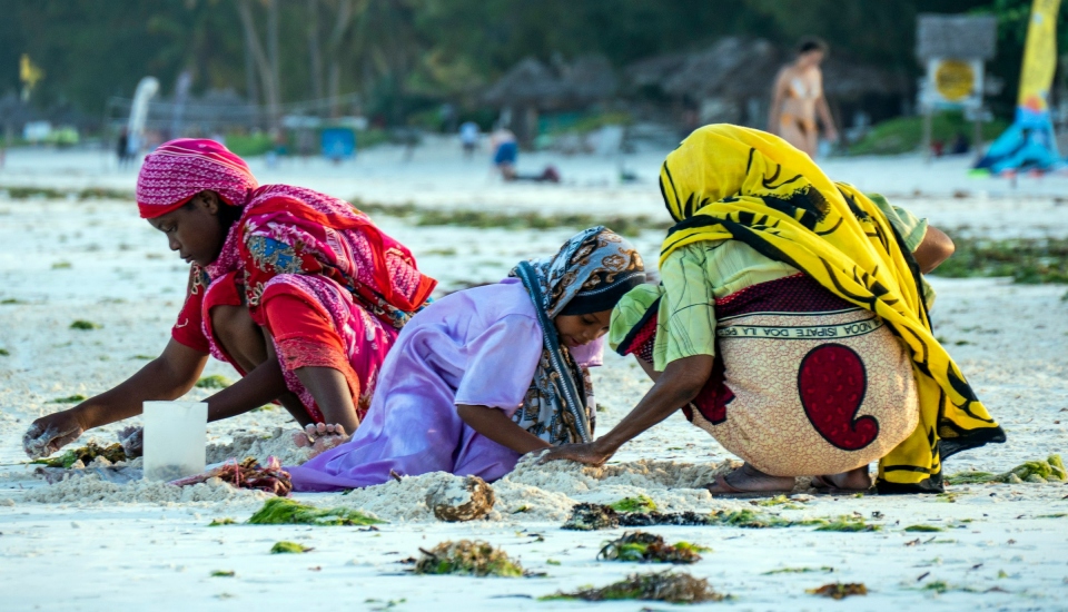 women collecting cowrie shells