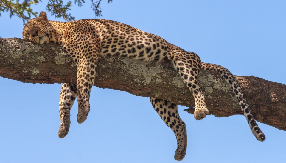 leopard asleep on tree
