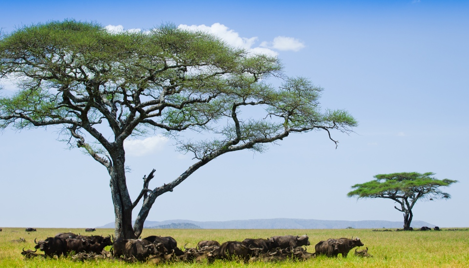 Buffaloes under Acacia shade