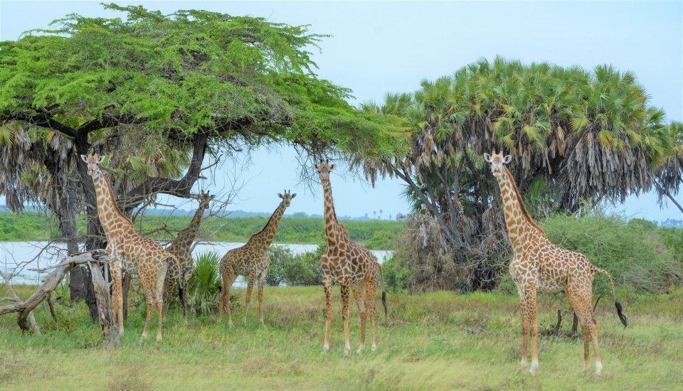 giraffe family browsing