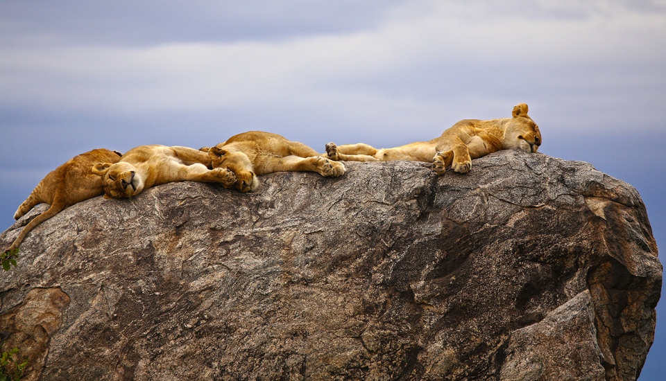 lions on rocks
