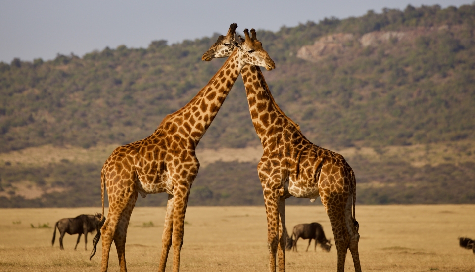 Majestic Giraffes, Arusha National Park day trip