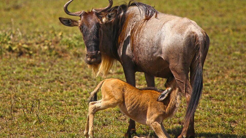 Wildebeest calving Serengeti Ndutu area
