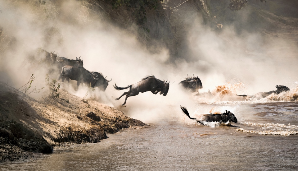 wildebeest migration, the great show