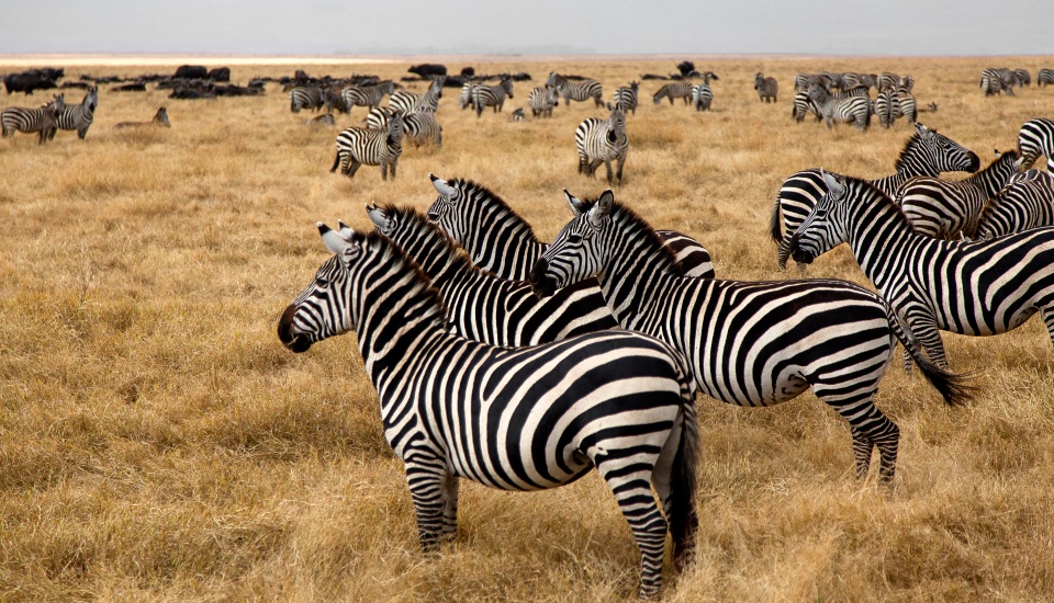 Arusha National Park , Zebras