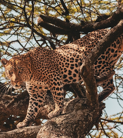 Leopard on tree