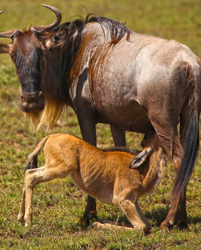 wildebeest-ndutu-area