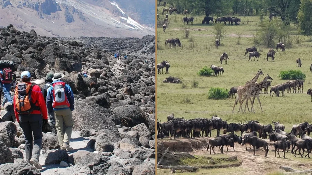 Kilimanjaro Machame Route climbing and Tanzania wildlife safari combination