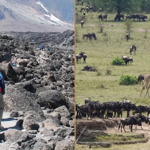 Kilimanjaro Machame Route climbing and Tanzania wildlife safari combination