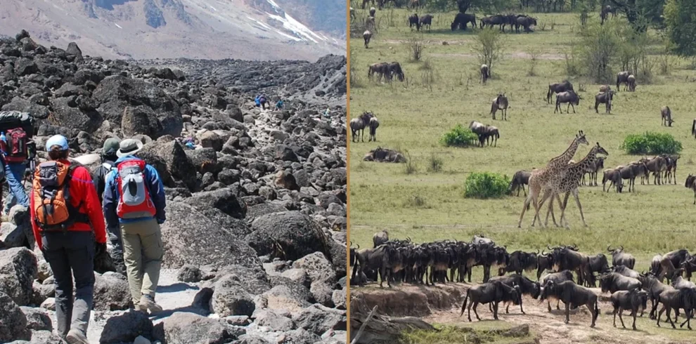 Kilimanjaro Machame Route climbing and Tanzania wildlife safari combination