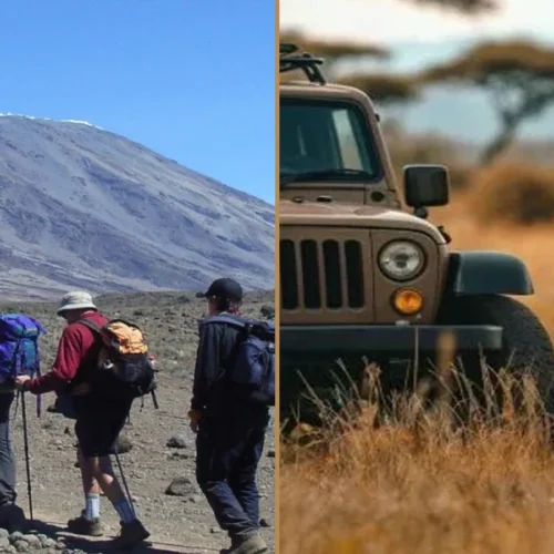 Kilimanjaro Rongai Route climbing and Tanzania wildlife safari combination