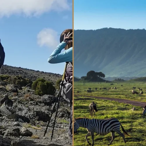 Kilimanjaro Lemosho Route climbing and Tanzania wildlife safari combination