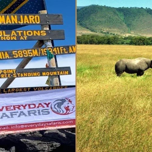 Kilimanjaro Lemosho Route climbing and Tanzania wildlife safari combination
