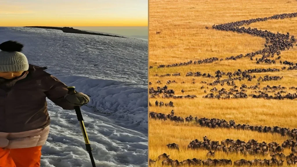 Kilimanjaro Lemosho Route climbing and Tanzania wildlife safari combination