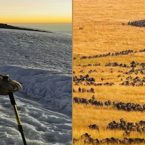 Kilimanjaro Lemosho Route climbing and Tanzania wildlife safari combination
