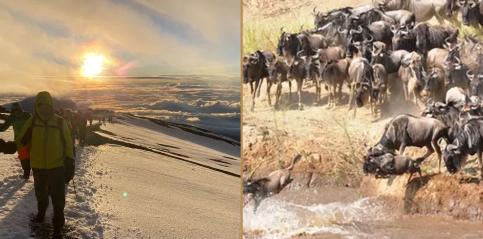 Kilimanjaro Lemosho Route climbing and Tanzania wildlife safari combination