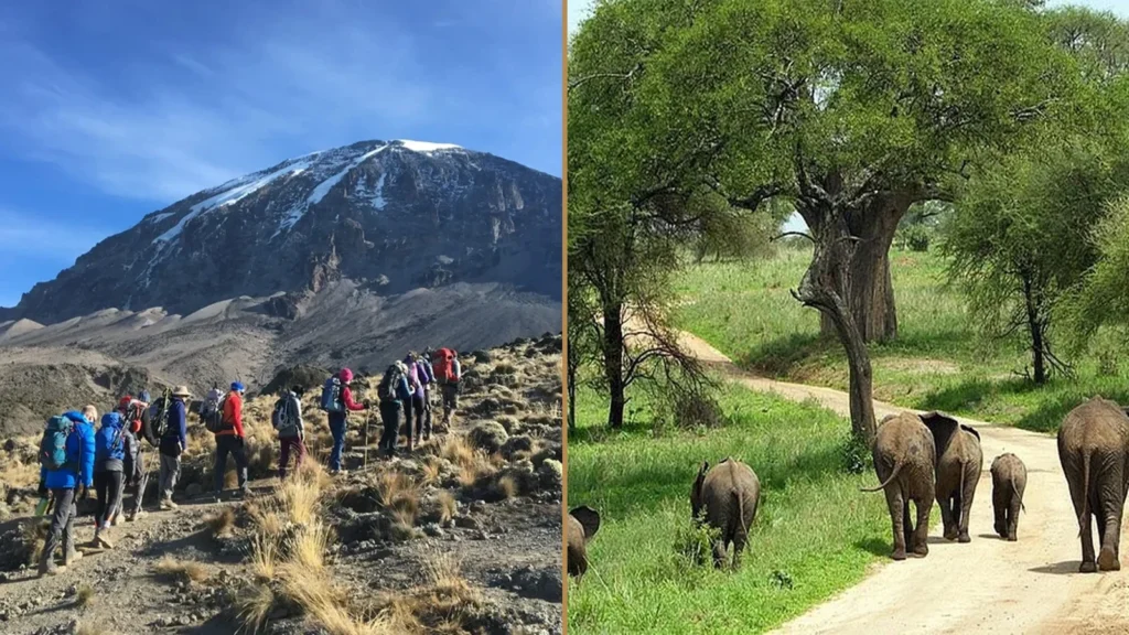 Kilimanjaro Marangu Route climbing and Tanzania wildlife safari combination