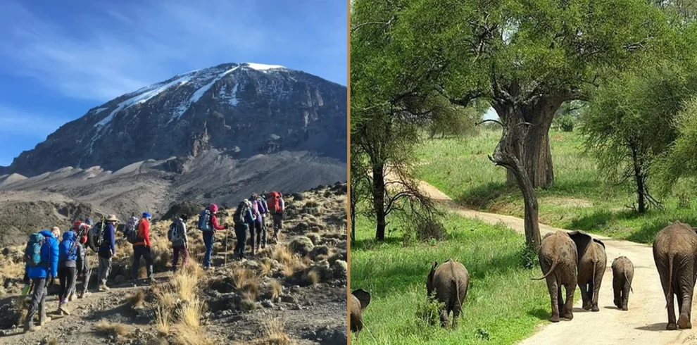 Kilimanjaro Marangu Route climbing and Tanzania wildlife safari combination