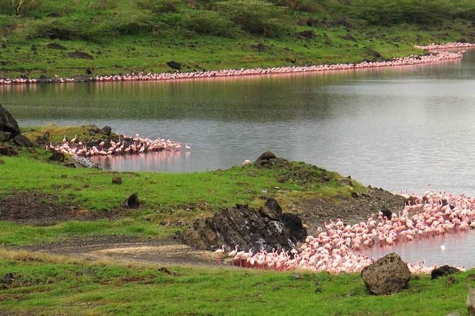 Arusha National Park wildlife walking safari and Mount Meru scenery in Tanzania