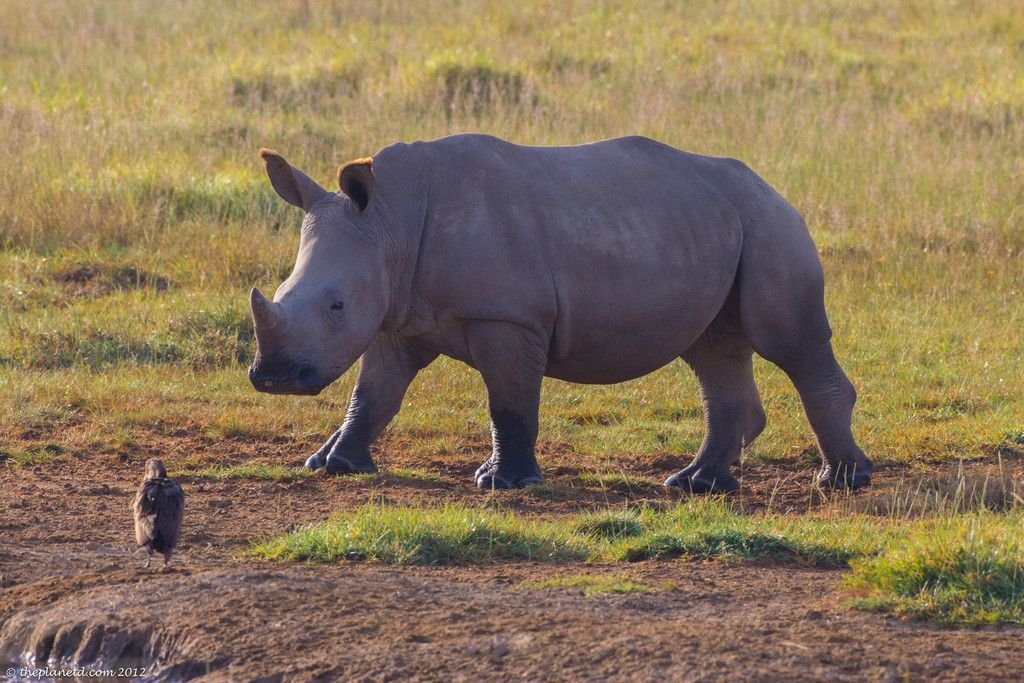 Lake Manyara National Park 2
