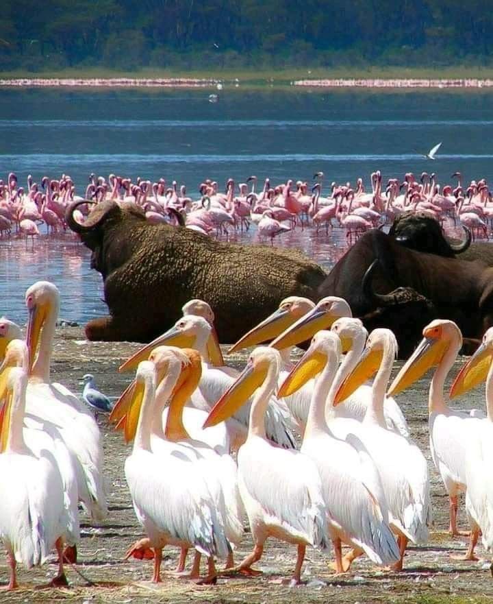 Lake Manyara National Park