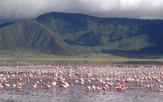 Ngorongoro Crater flamingos