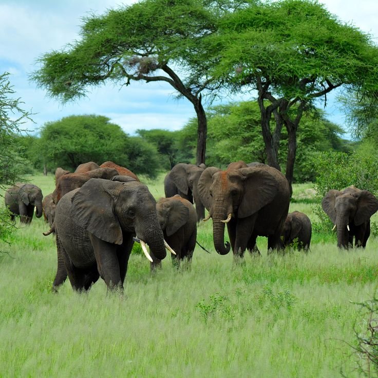 Tarangire National Park for hero section