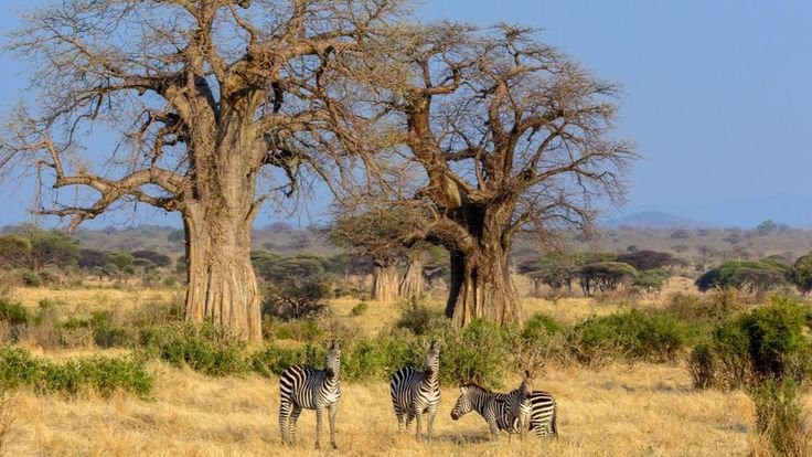 Tarangire National Park good