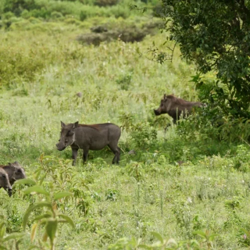 African buffalo during a budget Tanzania wildlife safari
