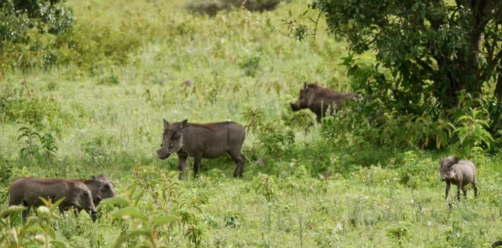 African buffalo during a budget Tanzania wildlife safari
