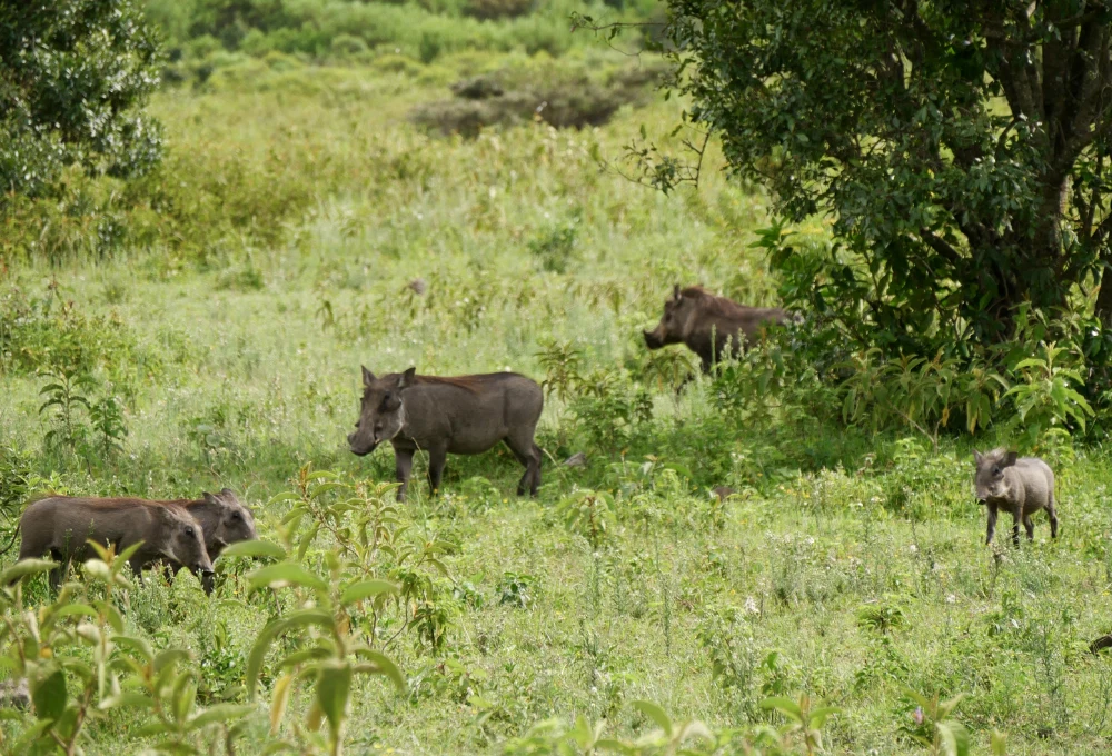 African buffalo during a budget Tanzania wildlife safari