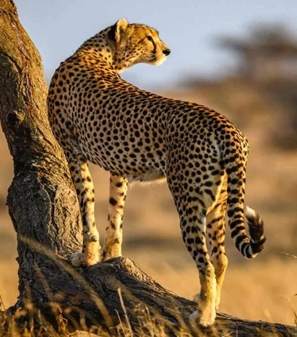 morning vs afternoon game drive travel guide by Everyday Safaris in Tanzania