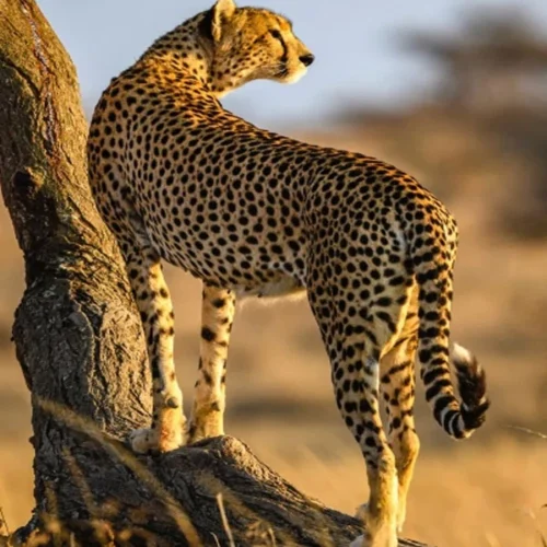Cheetah standing on rock during a Tanzania wildlife photography safari