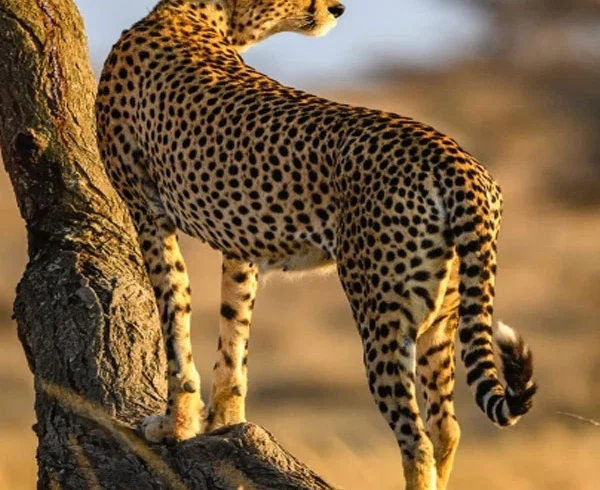 Cheetah standing on rock during a Tanzania wildlife photography safari