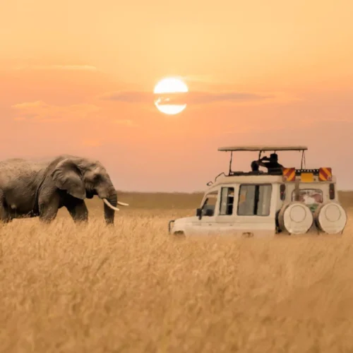 Elephant and safari vehicle on classic Tanzania wildlife safari