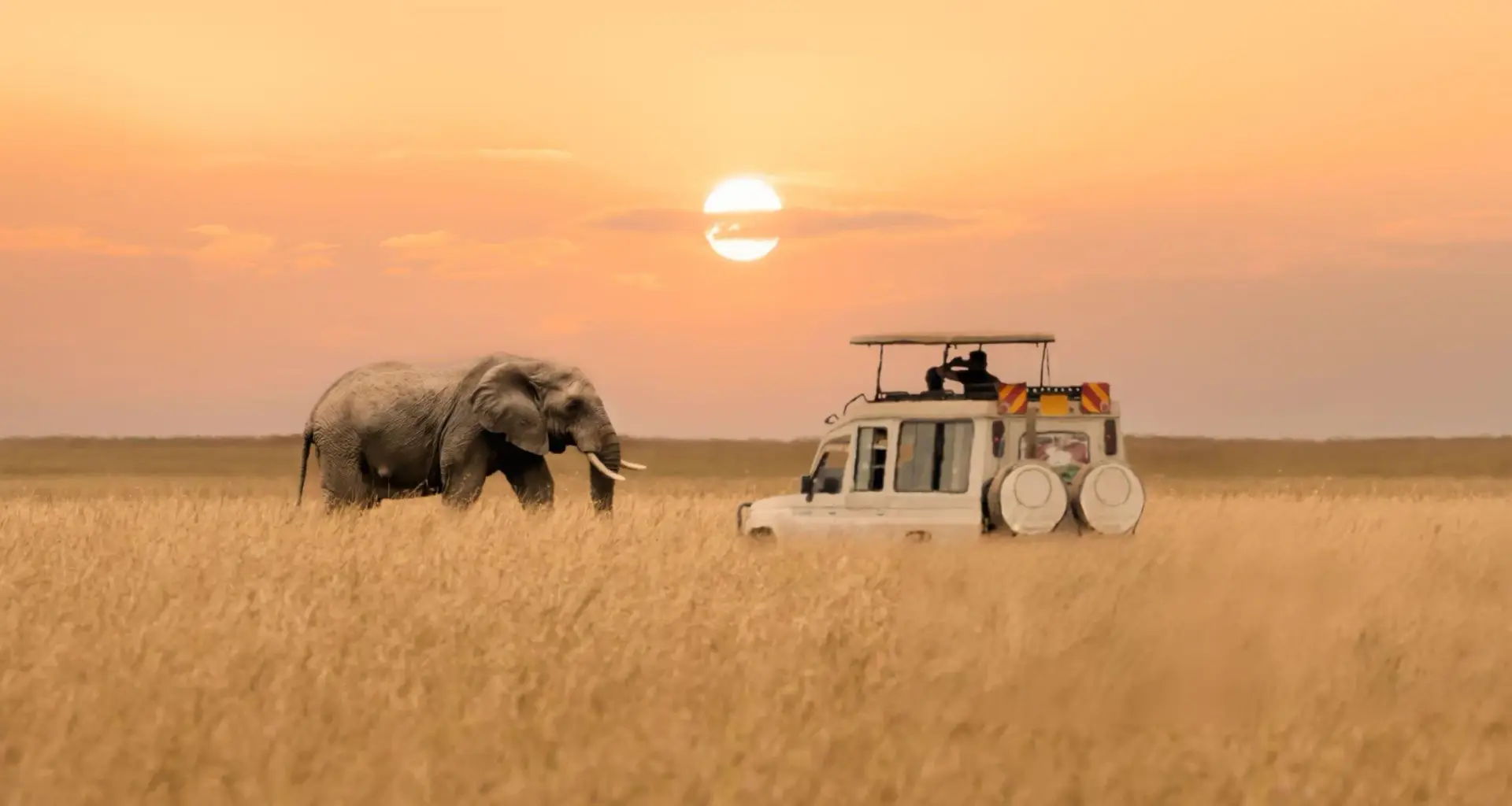 African elephant and safari vehicle at golden sunset on tanzania savannah