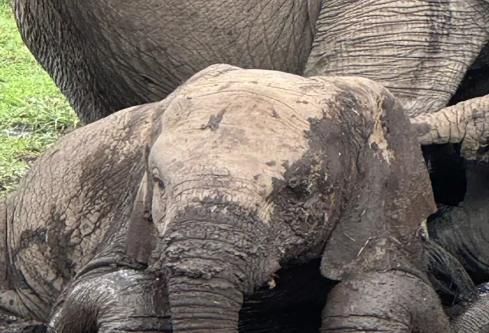 Elephant family in natural Tanzania habitat during a responsible safari