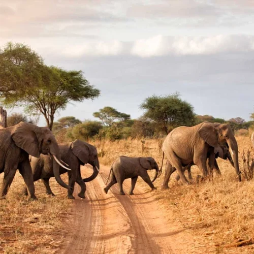 Elephant herd crossing dry savannah during a budget Tanzania wildlife safari