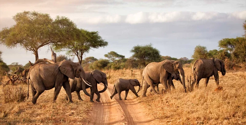 Elephant herd crossing dry savannah during a budget Tanzania wildlife safari