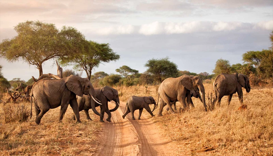 Elephant herd crossing dry savannah during a budget Tanzania wildlife safari