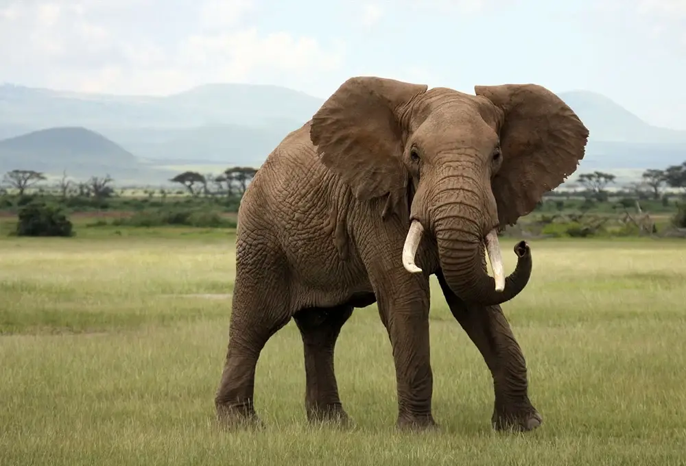 African elephant standing on open plains during tanzania safari