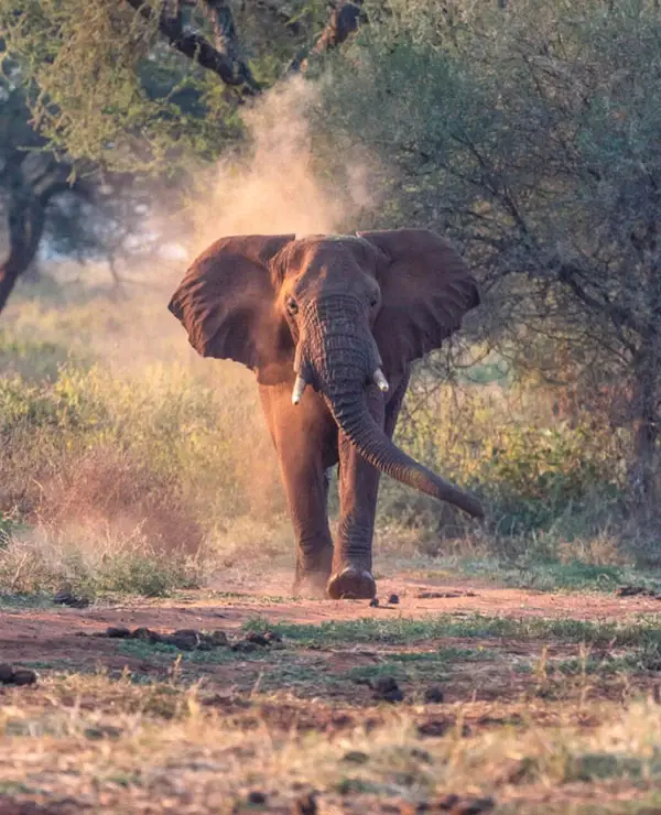 Tarangire national park elephant wildlife safari and baobab landscape tanzania