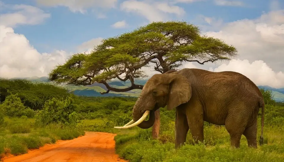 African elephant wildlife safari on open tanzania savannah