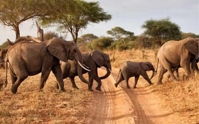 Serengeti National Park