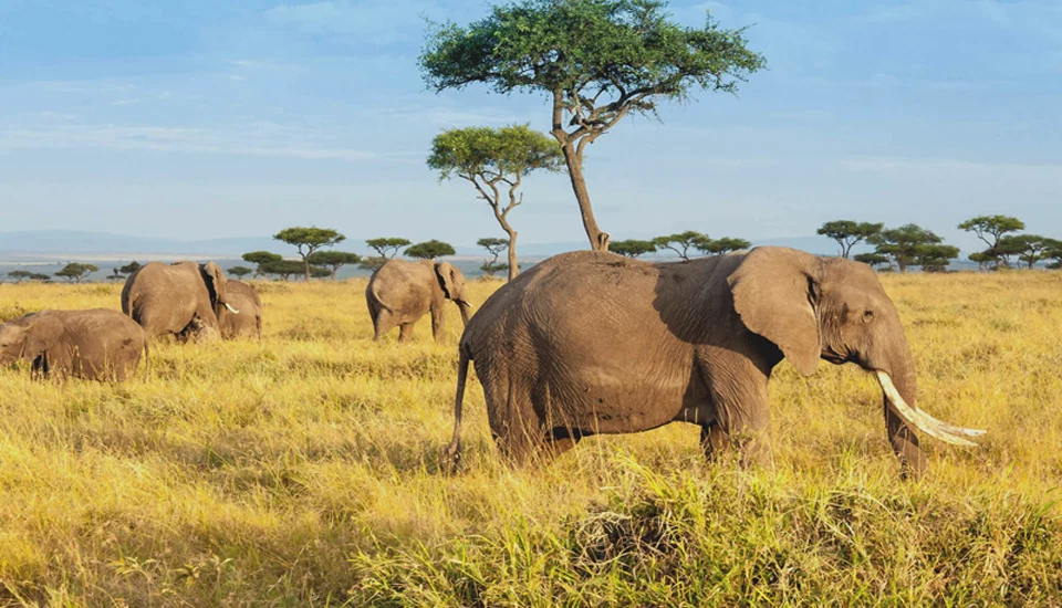 African elephants walking across open savannah during tanzania wildlife safari