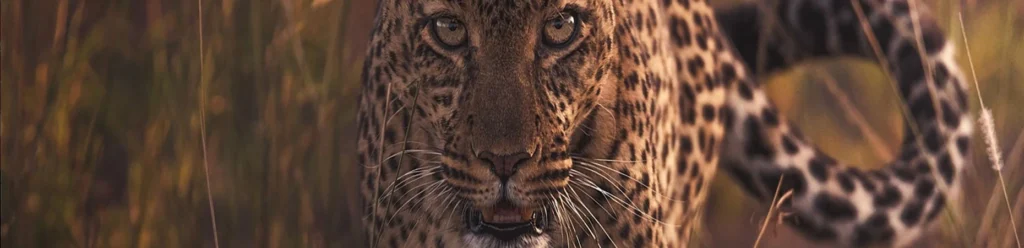 Leopard close-up during a private Tanzania wildlife photography safari