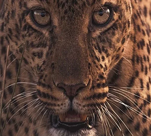 Leopard close-up during a private Tanzania wildlife photography safari